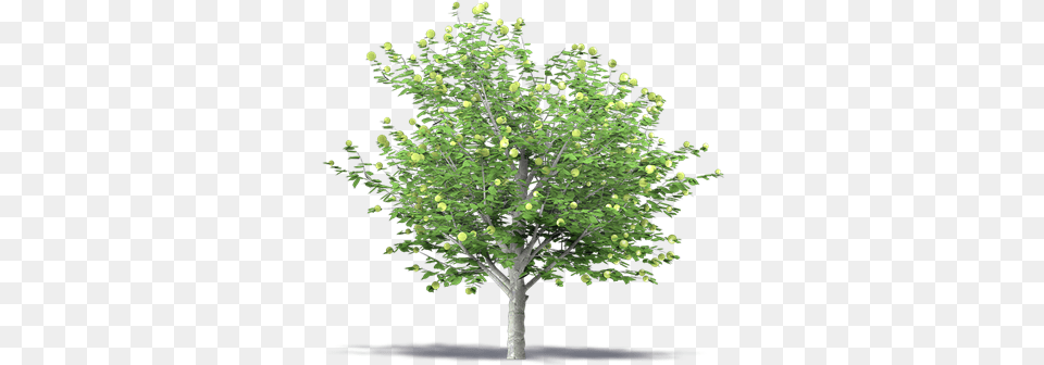 Apple Tree 3d Tree, Plant, Sycamore, Oak, Maple Free Transparent Png