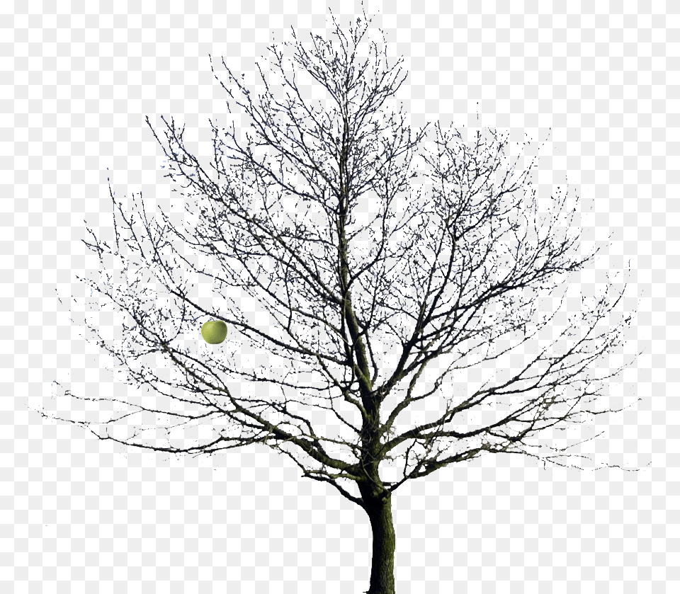 Apple Tree Winter Image Winter Tree, Weather, Sphere, Plant, Outdoors Free Png Download