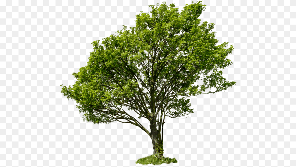 Apple Tree With No Leaves Clip Art Download High Definition Fall Tree, Oak, Plant, Sycamore, Tree Trunk Png Image