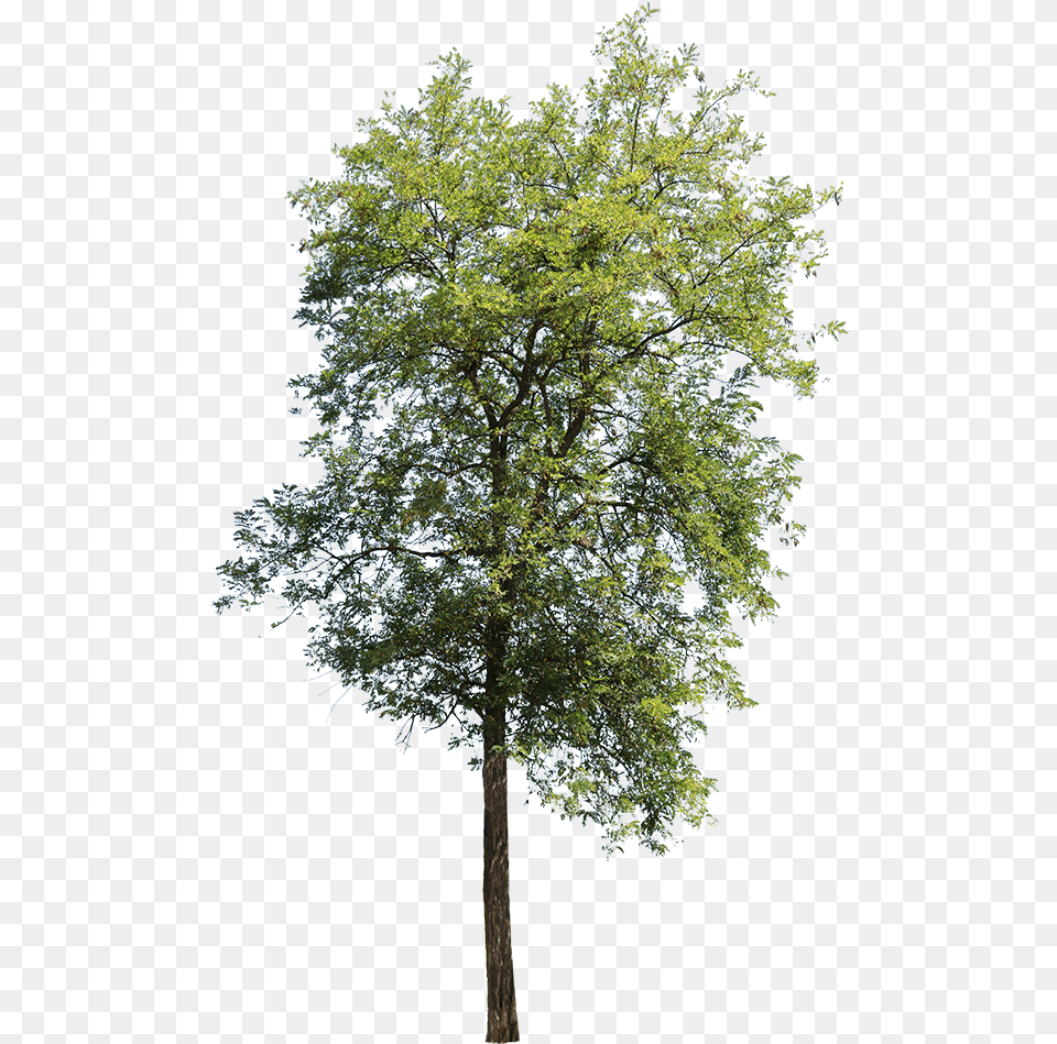 Apple Tree Without Apples, Plant, Tree Trunk, Oak, Sycamore Png Image