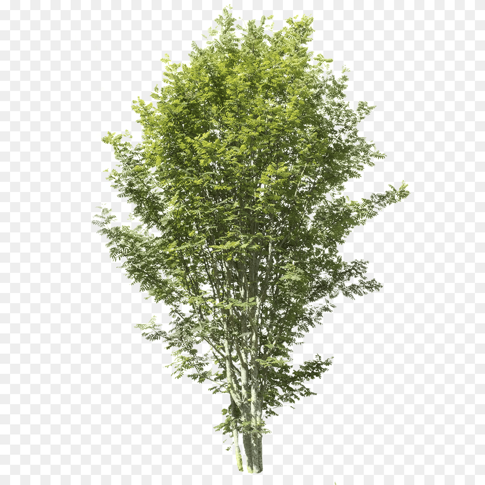Apple Tree Without Fruit, Oak, Plant, Sycamore, Maple Png