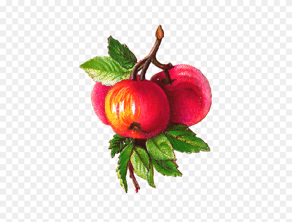Apples Branch Victorian Vintage, Food, Fruit, Leaf, Plant Free Png Download