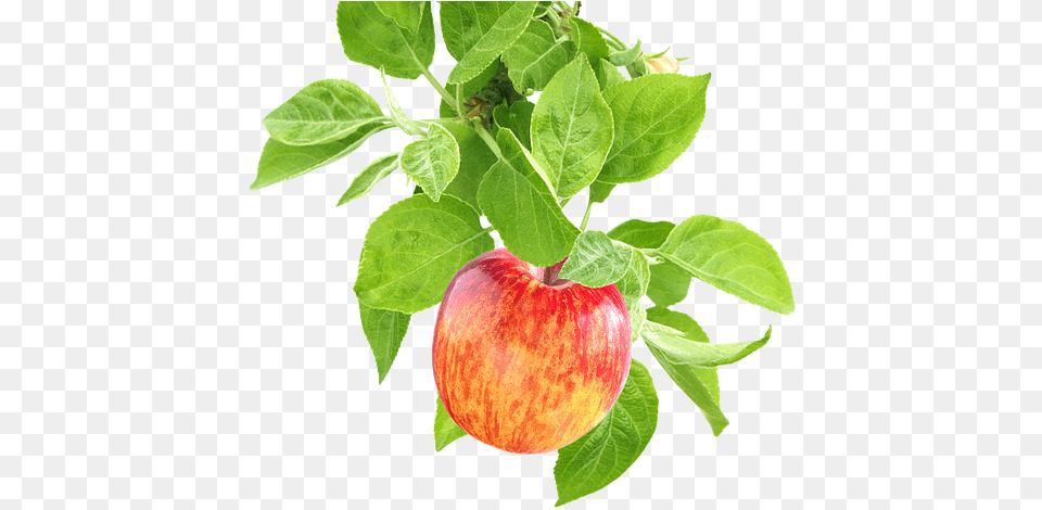 Apples On A Branch Apple On Tree, Food, Fruit, Plant, Produce Free Png