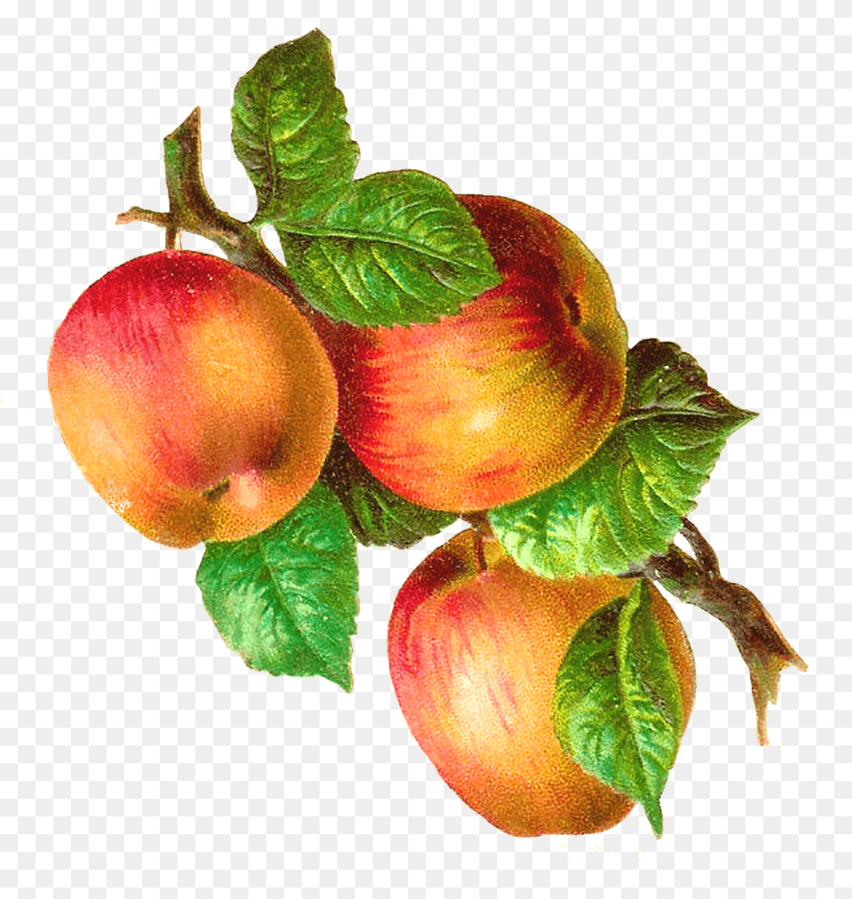 Apples On A Branch Vintage, Apple, Food, Fruit, Plant Free Png Download