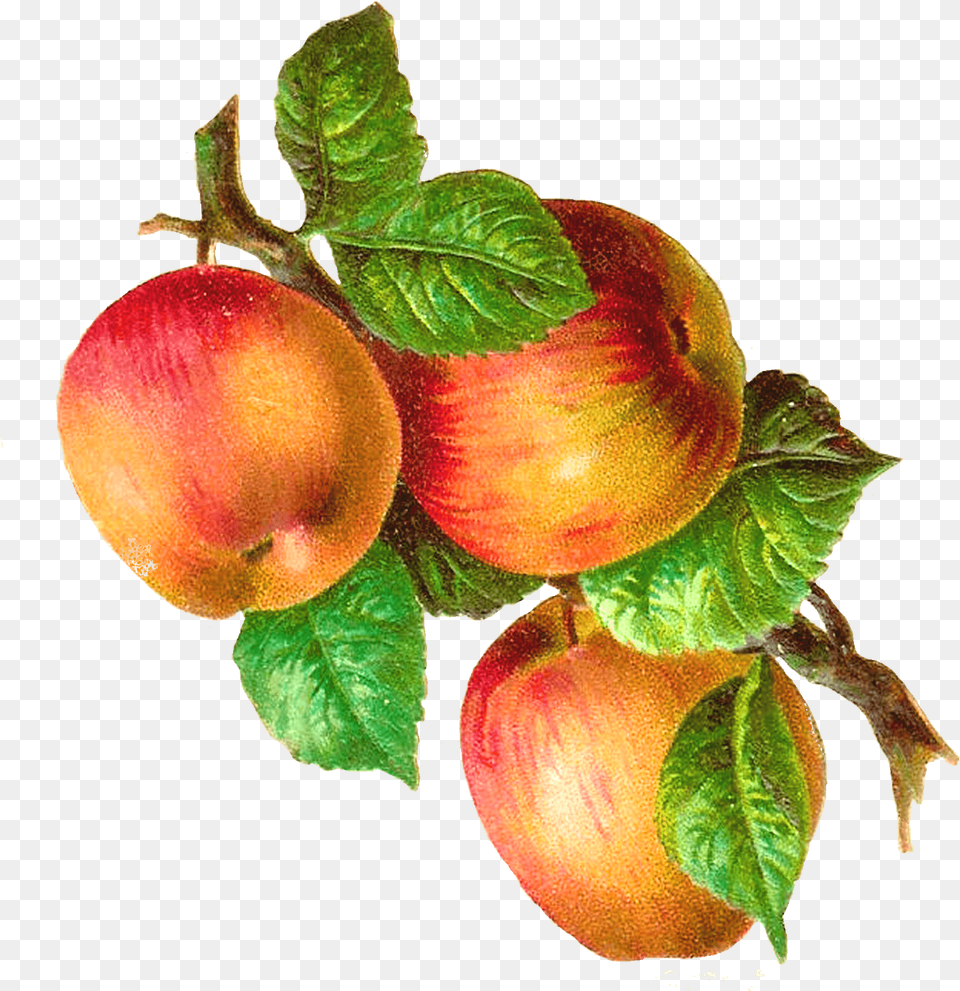Apples On A Branch Vintage Apples On A Branch, Apple, Food, Fruit, Plant Free Transparent Png