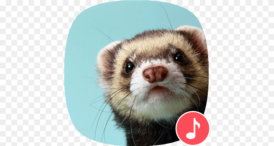 Apppio Ferret Sounds Apps On Google Play Ferret Wallpaper Cute, Animal, Mammal, Rat, Rodent Free Png Download