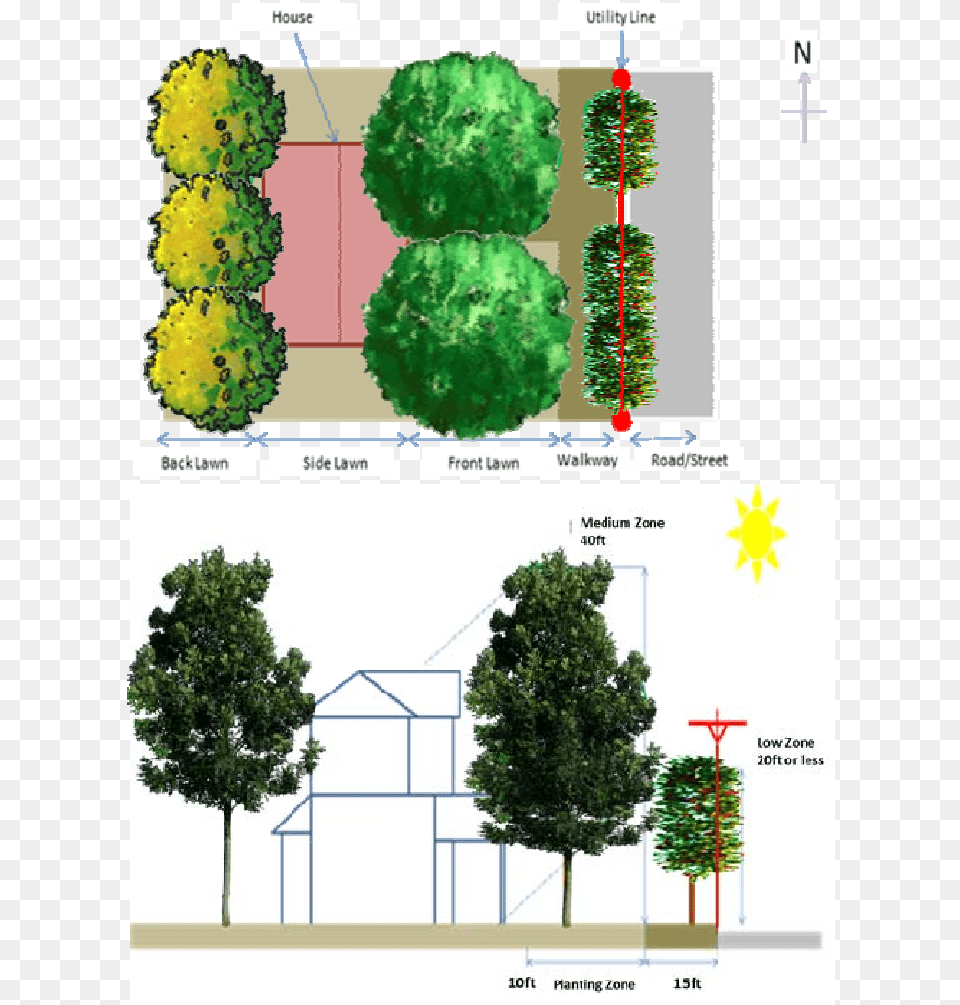Appropriate Tree Configuration For Residentials Larch, Vegetation, Plant, Woodland, Outdoors Png Image