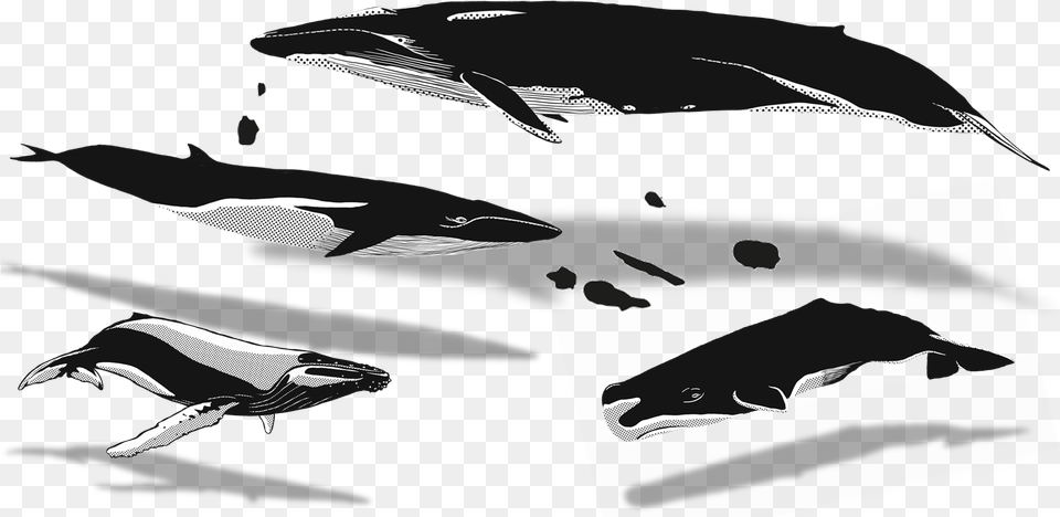 Apr Azores Whales Illustration Humpback Whale, Animal, Mammal, Sea Life, Fish Png Image