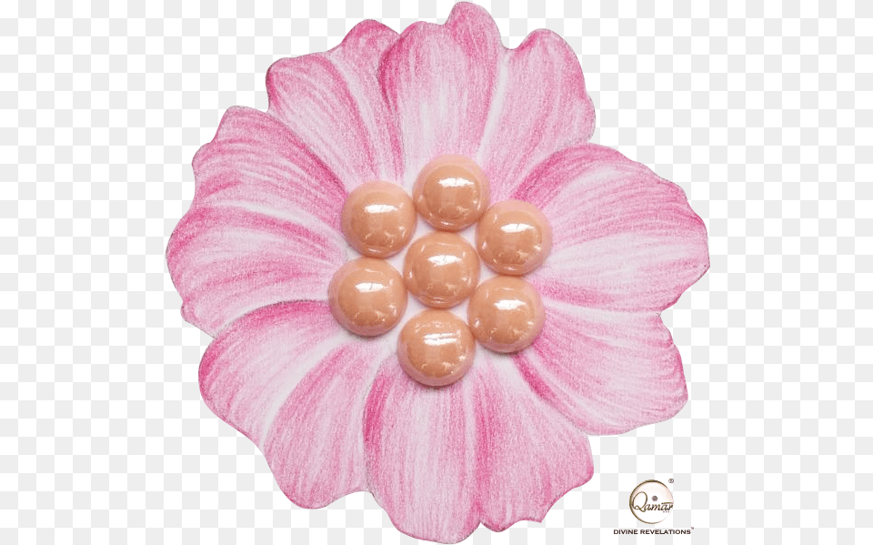 Apricot Gerbera, Accessories, Plant, Jewelry, Flower Free Png