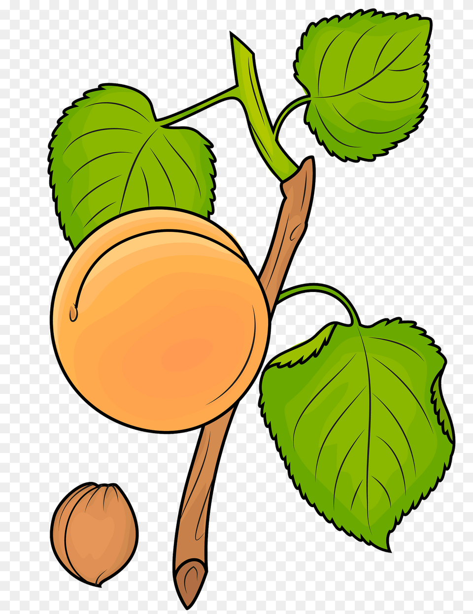Apricot On The Branch Clipart, Food, Fruit, Leaf, Plant Free Transparent Png