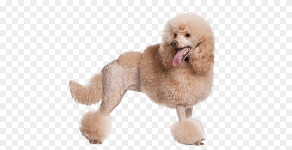 Apricot Poodle, Animal, Canine, Dog, Mammal Free Png