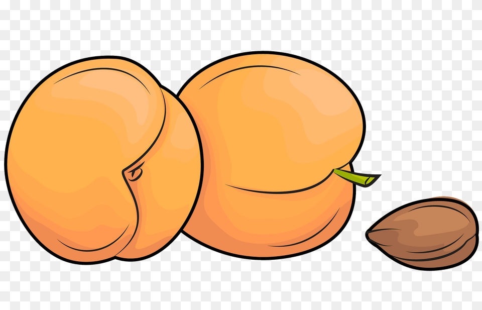 Apricots And An Apricot Kernel Clipart, Food, Fruit, Plant, Produce Png Image