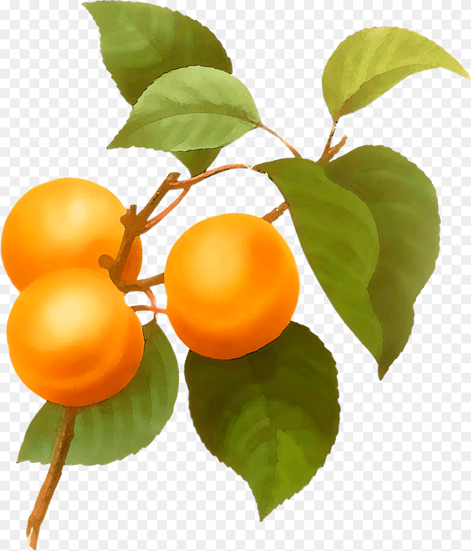 Apricots Clipart, Food, Fruit, Plant, Produce Free Png Download