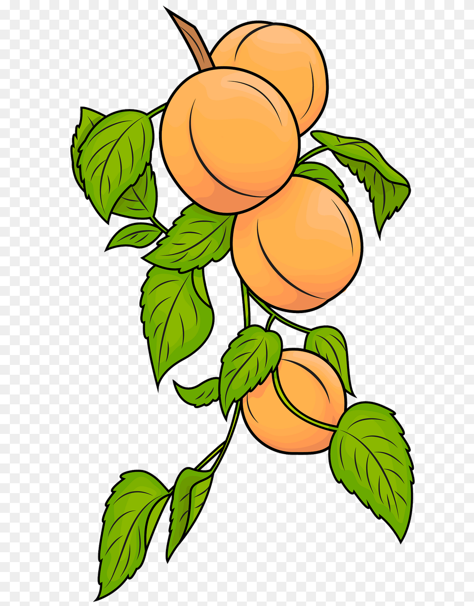 Apricots Clipart, Food, Fruit, Plant, Produce Free Png