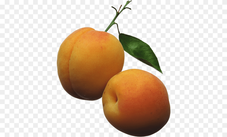 Apricots Clipart Picture Ovocie Fruit Apricots Clipart, Food, Plant, Produce, Apricot Png Image