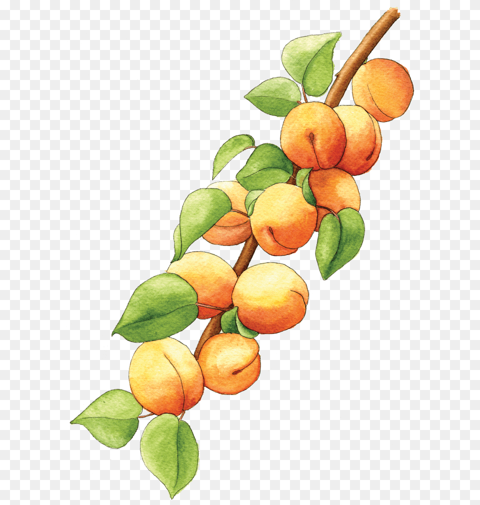 Apricots Fruits Berkeley Horticultural Apricot Tree, Food, Fruit, Plant, Produce Free Png Download