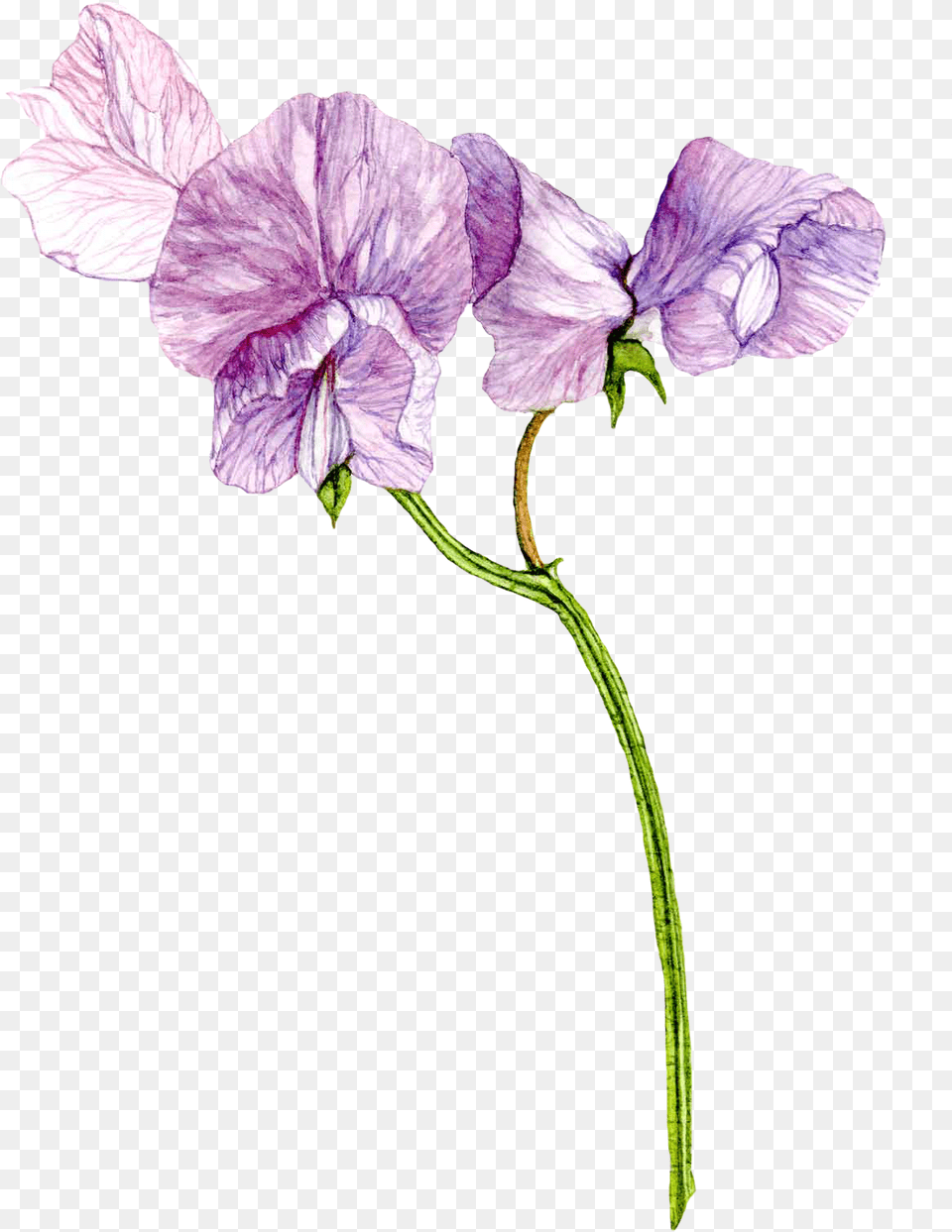April Flowers Clipart Purple Sweet Pea Watercolor, Acanthaceae, Flower, Geranium, Petal Free Png