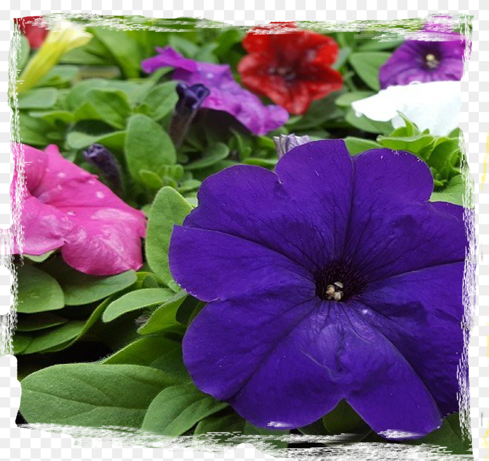 April In The Garden Petunia Free Png Download