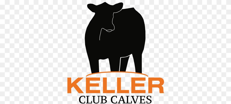 April Keller Club Calves, Silhouette, Animal, Cattle, Cow Free Png