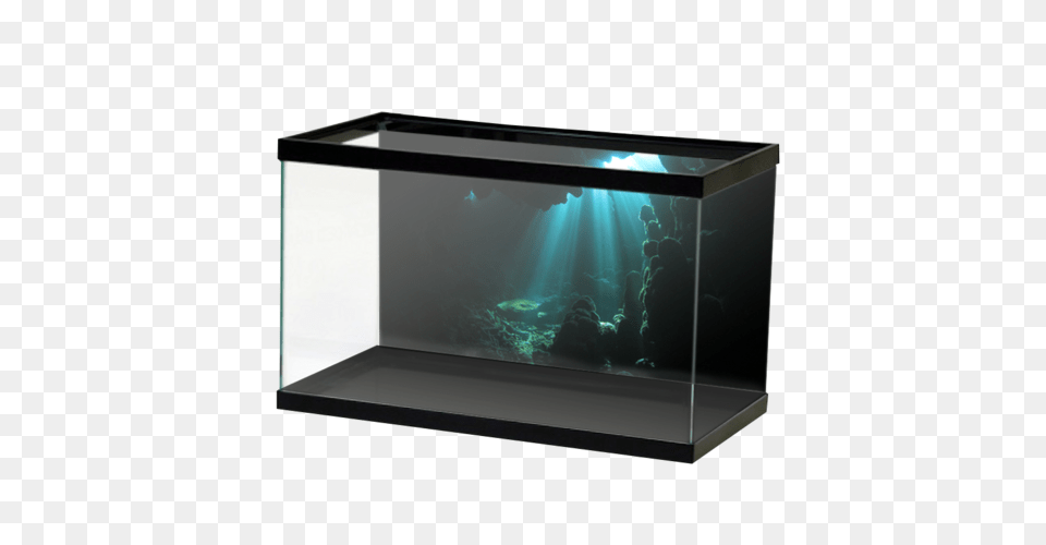 Aquarium, Animal, Sea Life, Water, Fish Png Image
