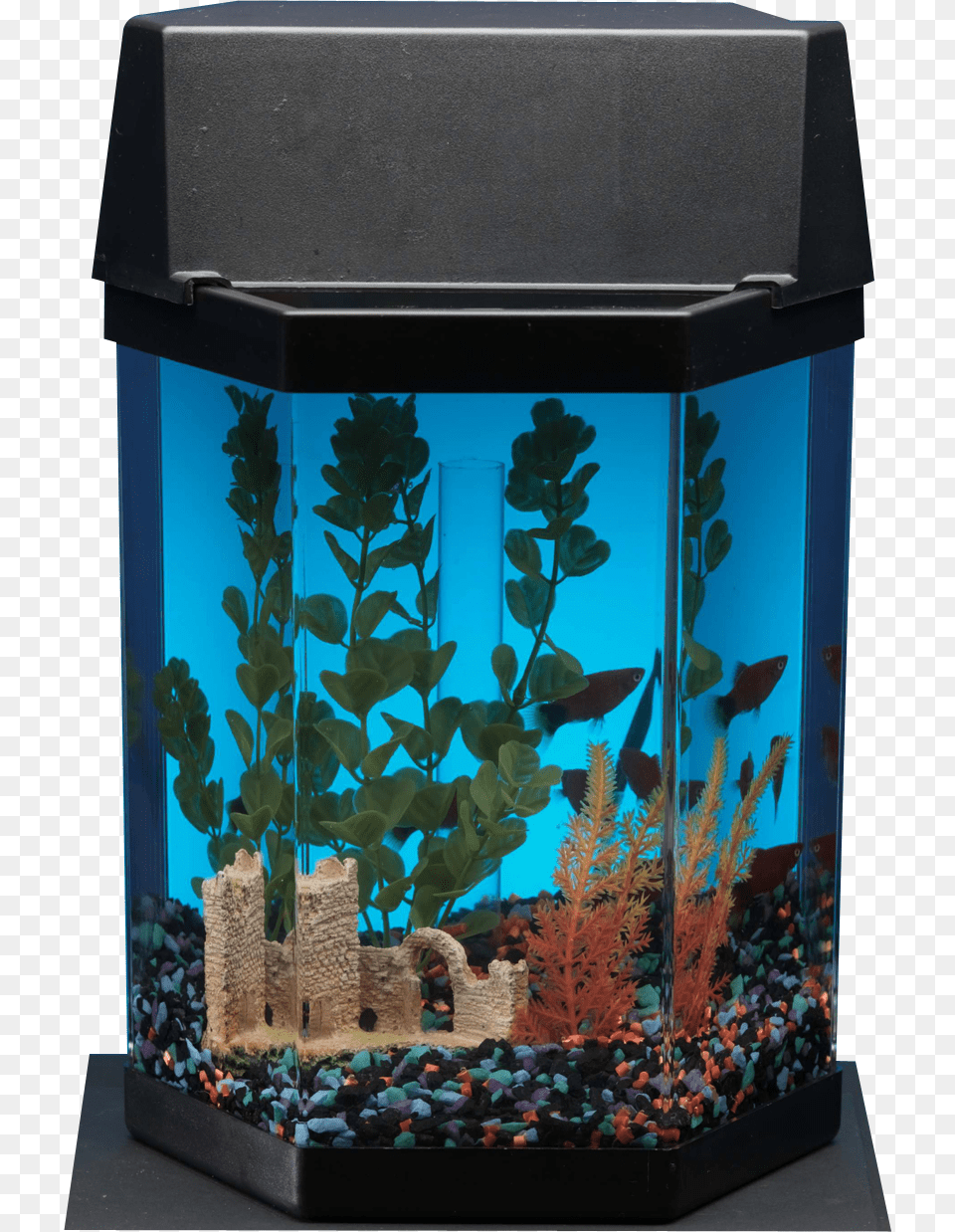 Aquarium, Animal, Fish, Sea Life, Water Free Png