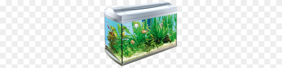 Aquarium, Animal, Fish, Sea Life, Water Png