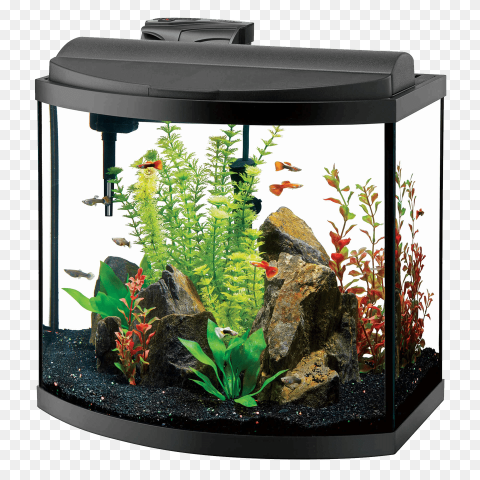 Aquarium, Animal, Fish, Sea Life, Water Free Transparent Png