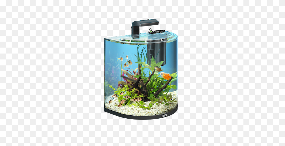 Aquarium, Animal, Fish, Sea Life, Water Free Transparent Png