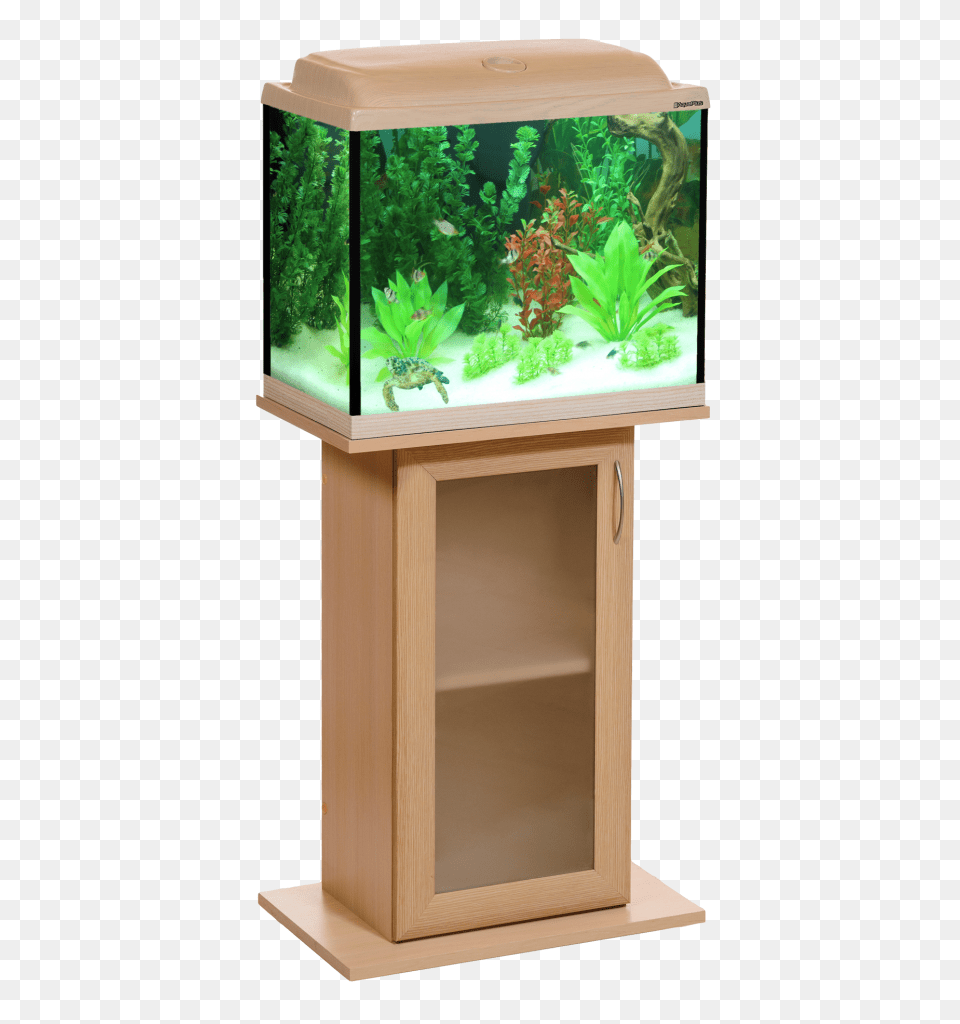 Aquarium, Animal, Fish, Sea Life, Water Free Transparent Png
