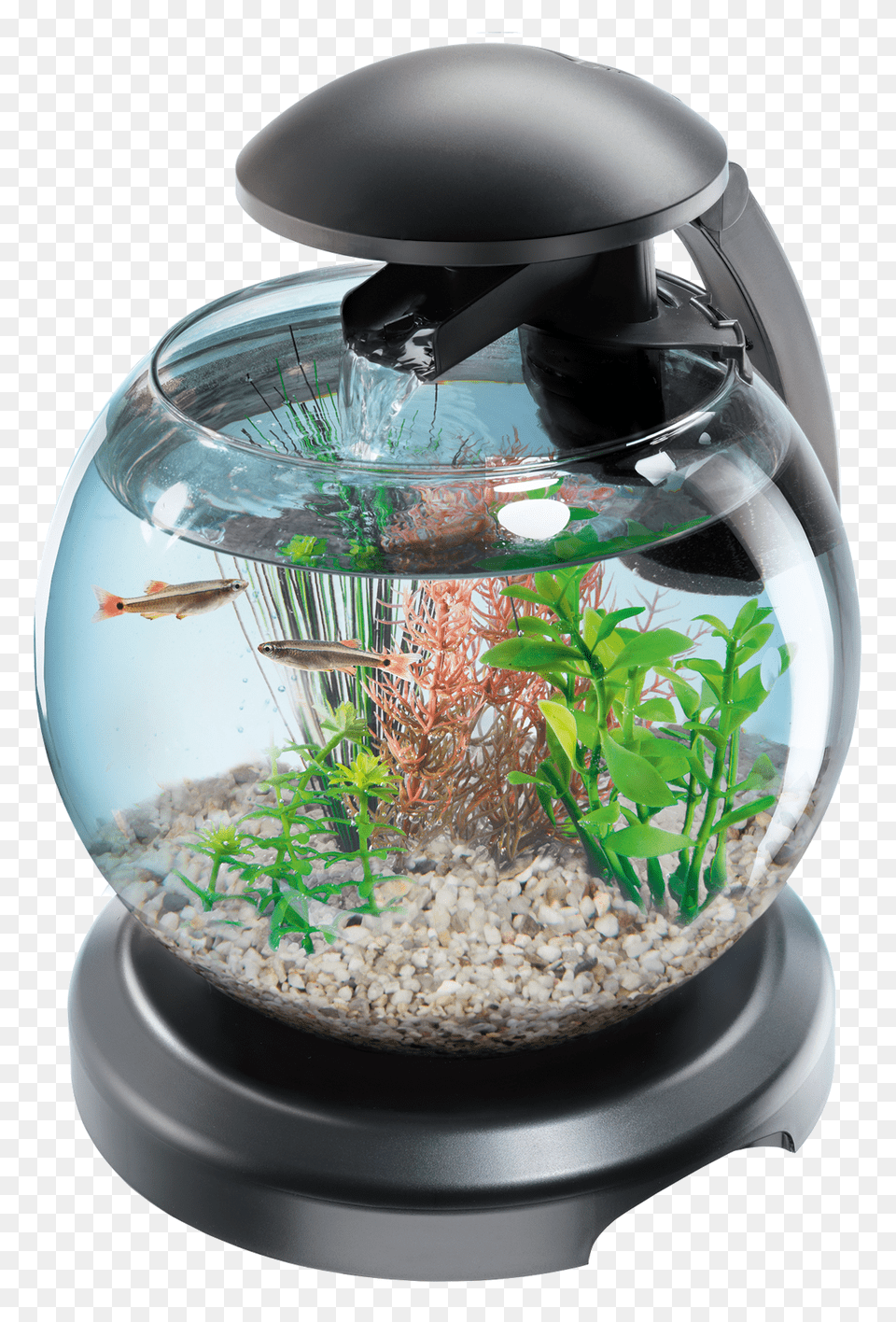 Aquarium, Animal, Fish, Sea Life, Water Free Transparent Png