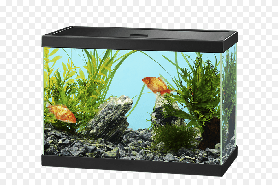 Aquarium, Animal, Fish, Sea Life, Water Free Png Download