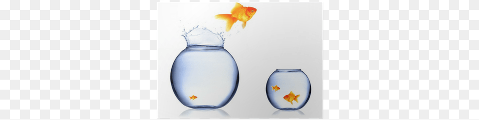 Aquarium, Animal, Fish, Sea Life, Goldfish Free Transparent Png