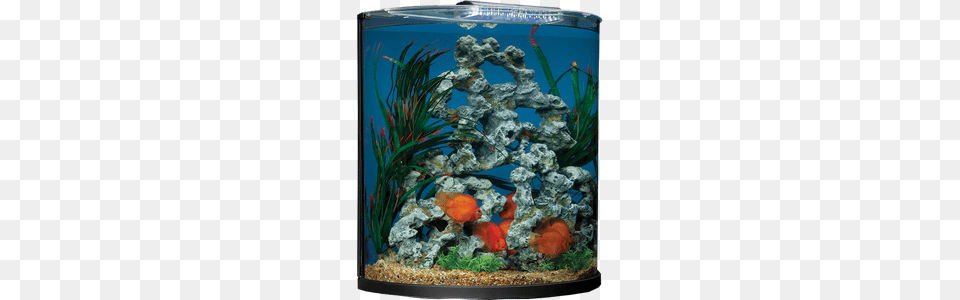 Aquarium, Animal, Aquatic, Fish, Sea Life Free Transparent Png