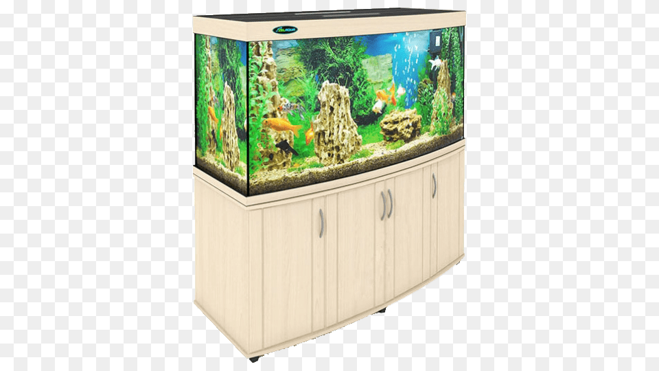 Aquarium, Animal, Fish, Sea Life, Water Png
