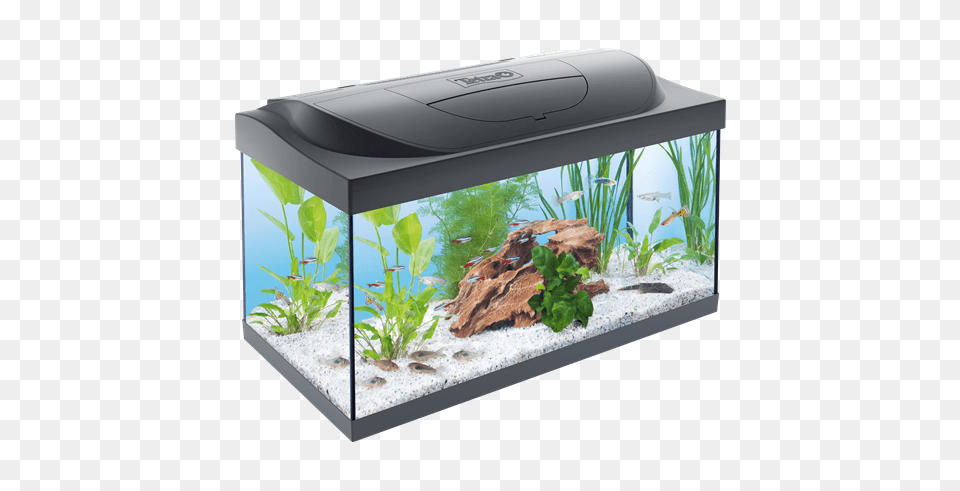 Aquarium, Animal, Fish, Sea Life, Water Png Image