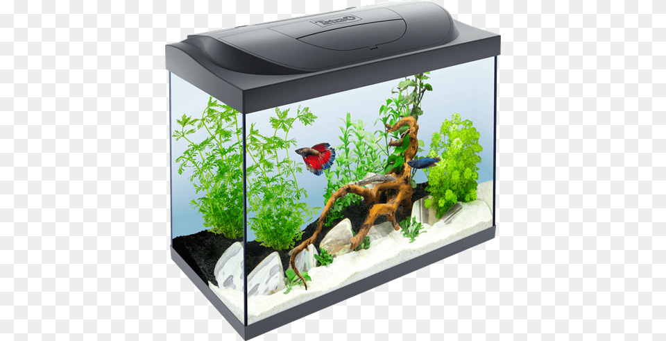 Aquarium, Animal, Fish, Sea Life, Water Free Png