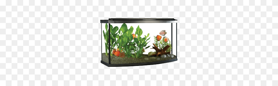 Aquarium, Animal, Fish, Sea Life, Water Png Image