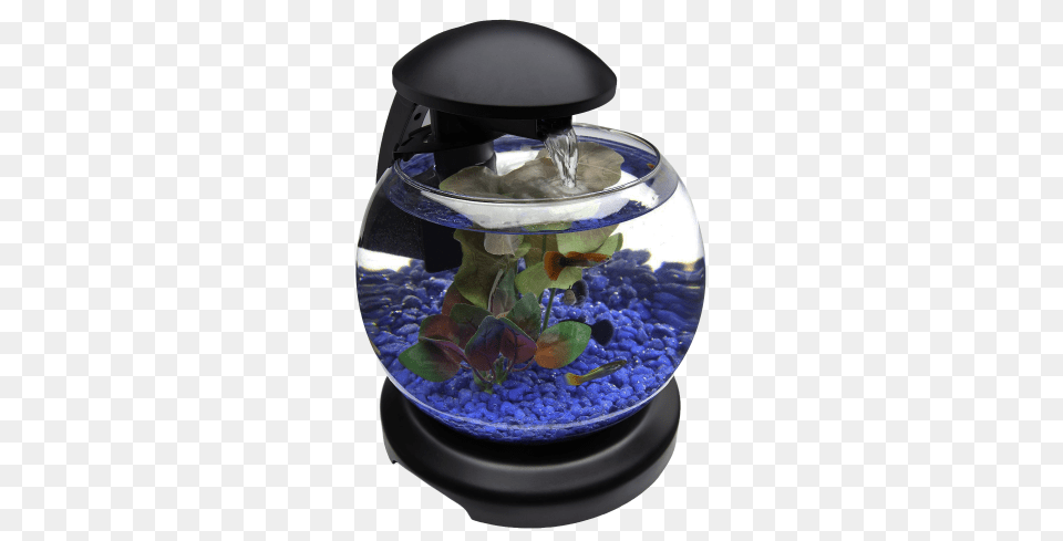 Aquarium, Animal, Fish, Sea Life, Water Png Image