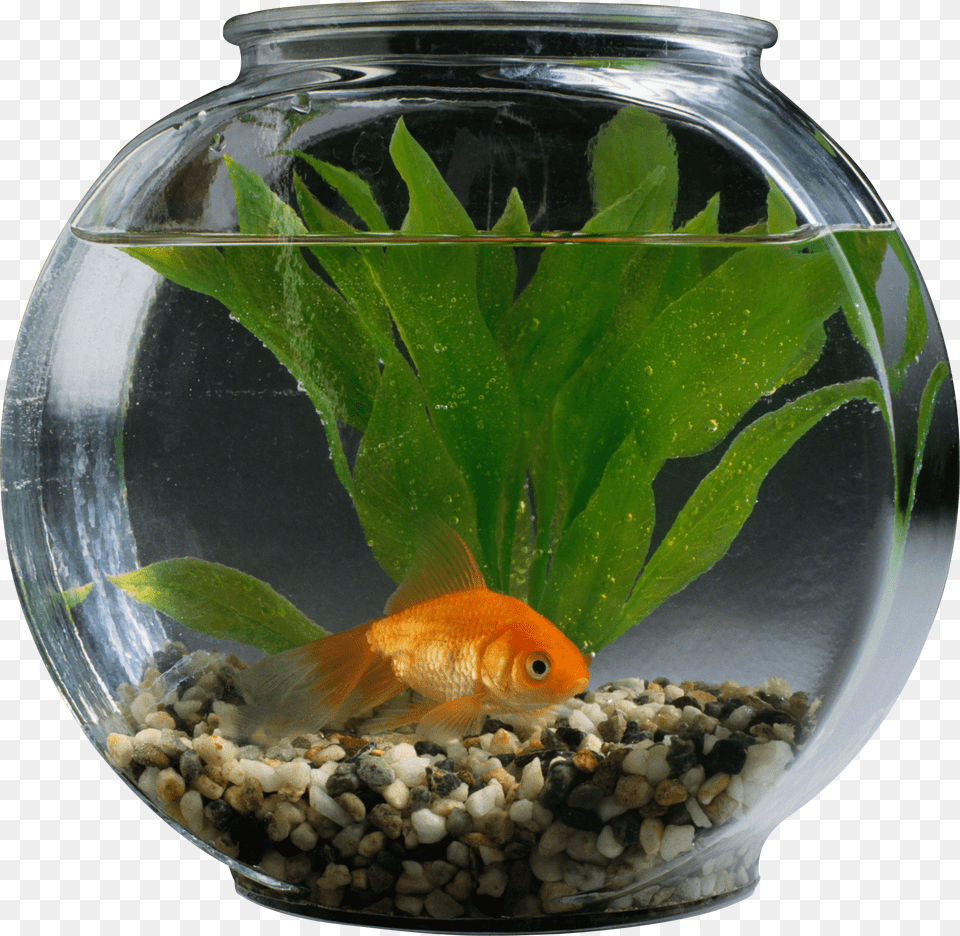 Aquarium Free Png