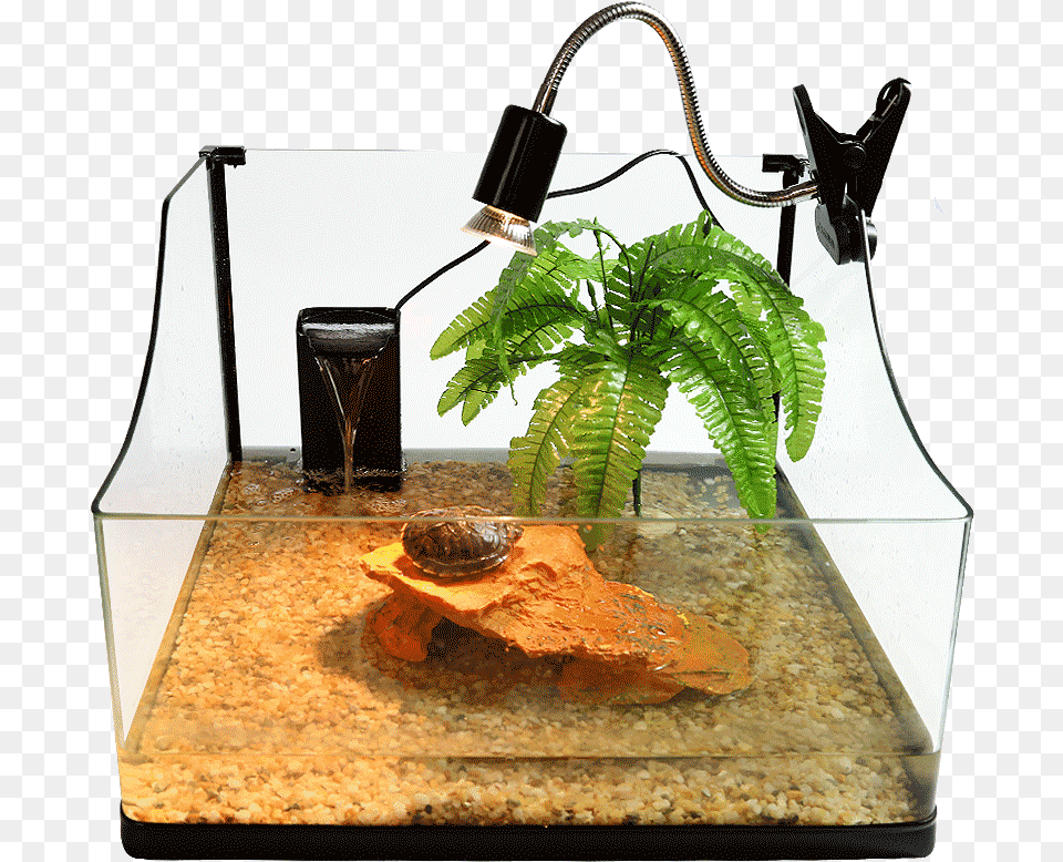 Aquarium, Sink, Sink Faucet, Fern, Plant Png Image