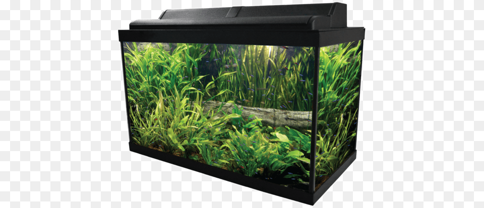 Aquarium, Animal, Fish, Sea Life, Water Free Png