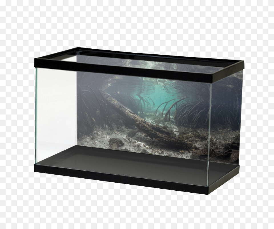 Aquarium, Animal, Fish, Sea Life, Water Free Transparent Png