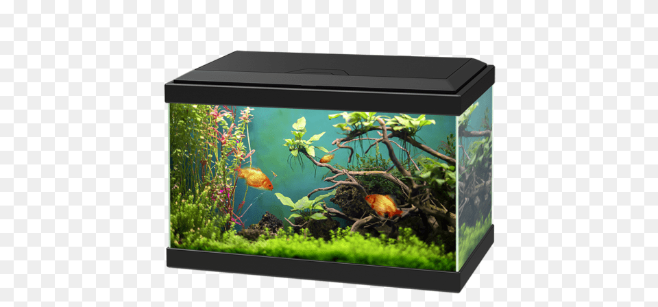 Aquarium, Animal, Sea Life, Fish, Water Png Image