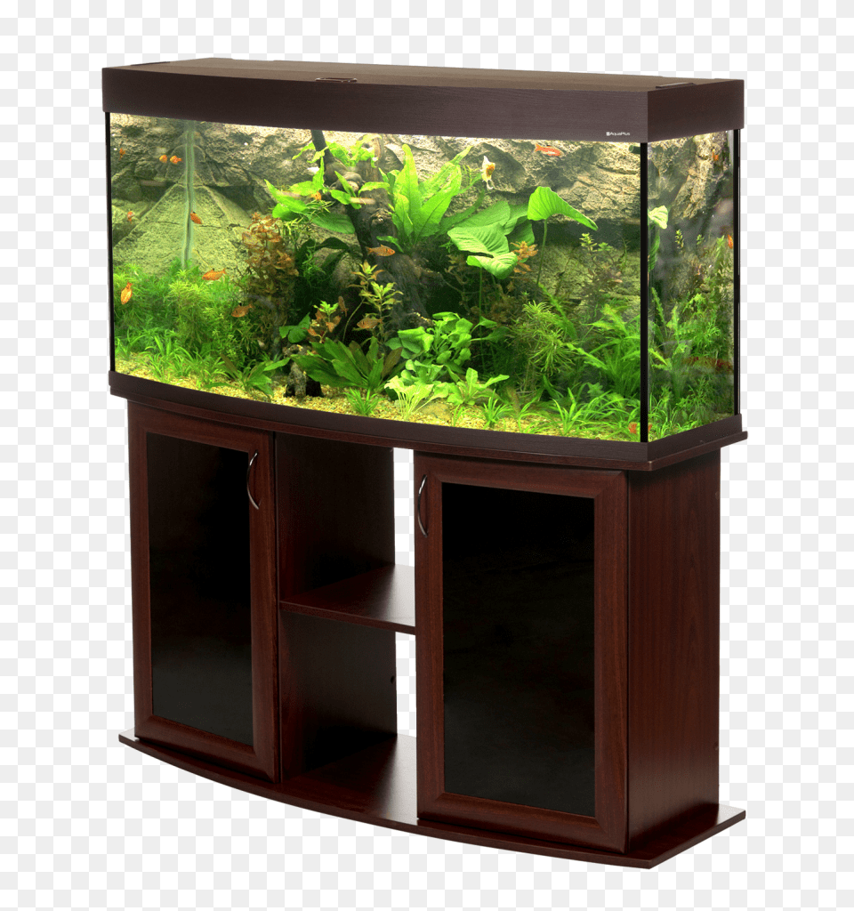 Aquarium, Animal, Fish, Sea Life, Water Png Image