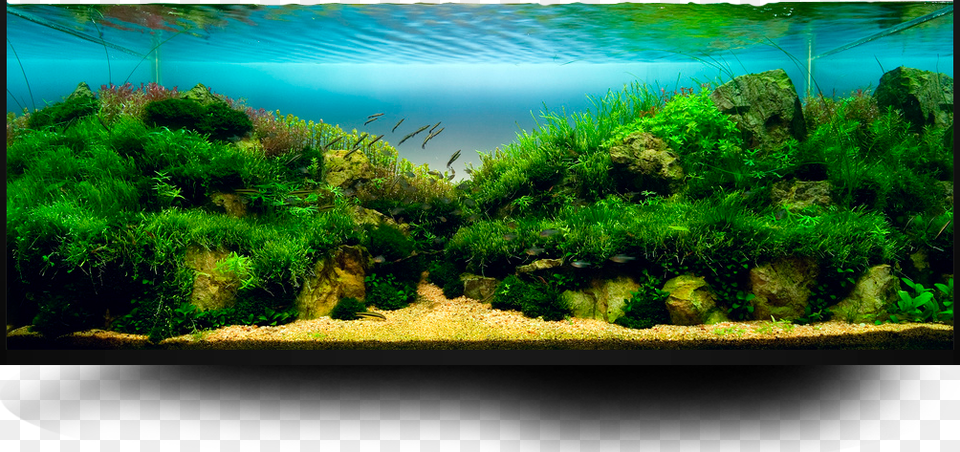 Aquarium, Water, Animal, Aquatic, Fish Png Image