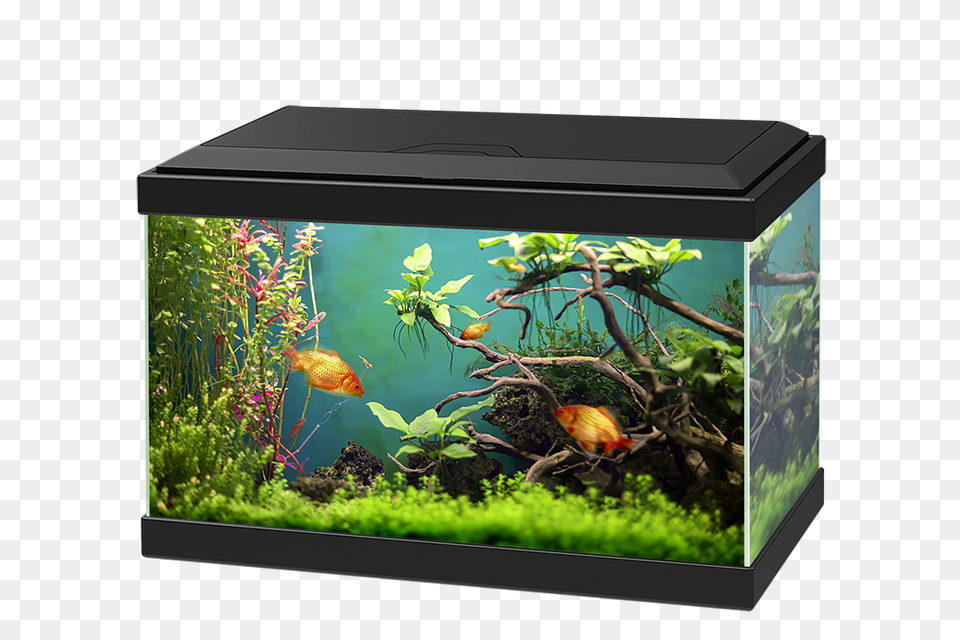 Aquarium, Animal, Fish, Sea Life, Water Free Png Download