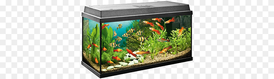 Aquarium, Animal, Fish, Sea Life, Water Free Png