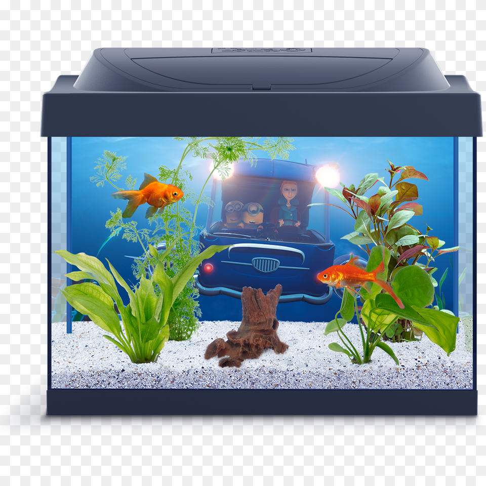 Aquarium, Animal, Sea Life, Water, Fish Free Png Download