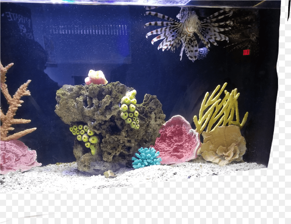 Aquarium Aquarium, Animal, Sea Life, Sea, Reef Png