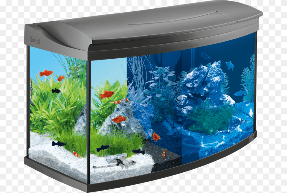 Aquarium Background 100 Litre Tropical Fish Tank, Animal, Sea Life, Water Free Transparent Png